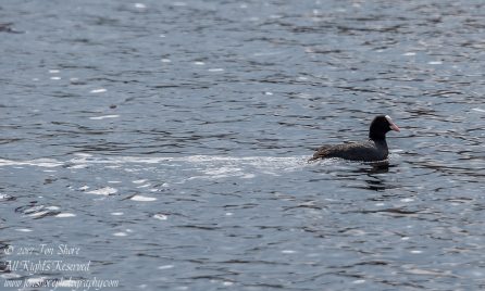 Coot Latvia Spring 2017. Nikkor 300mm