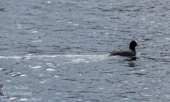 Coot Latvia Spring 2017. Nikkor 300mm