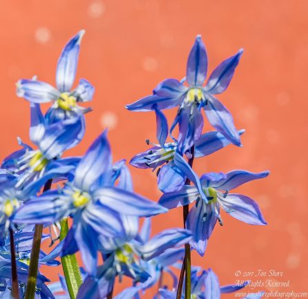 Siberian Squills in Latvia. Nikkor 200mm