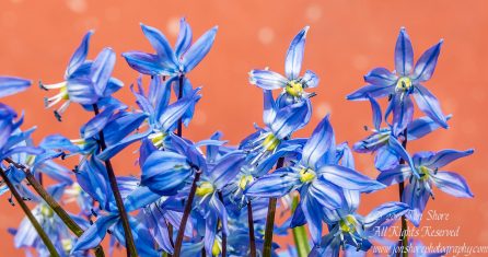 Siberian Squills in Latvia. Nikkor 200mm
