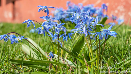 Siberian Squills in Latvia. Nikkor 200mm