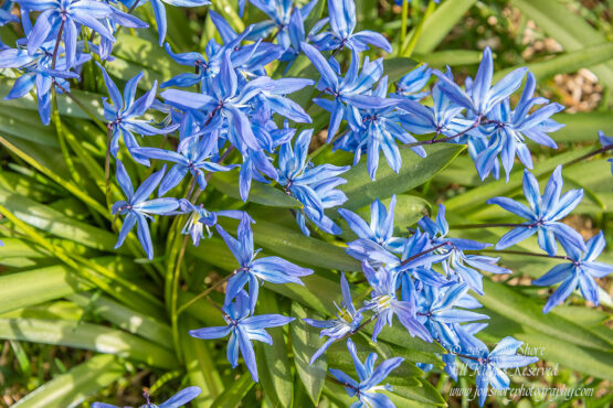 Siberian Squills in Latvia. Nikkor 200mm