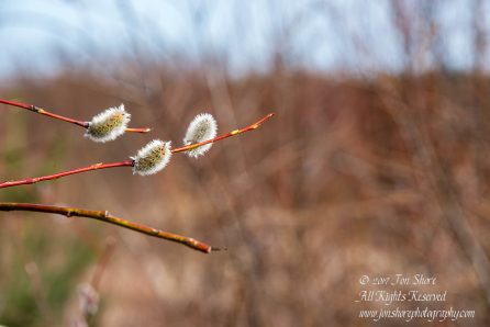 Jurmala Spring 2017. Nikkor 300mm