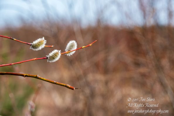 Jurmala Spring 2017. Nikkor 300mm