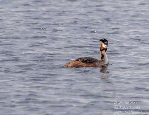 Great Crested Grebe, Latvia Spring 2017/ Nikkor 300mm