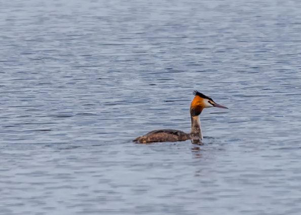Great Crested Grebe, Latvia Spring 2017/ Nikkor 300mm