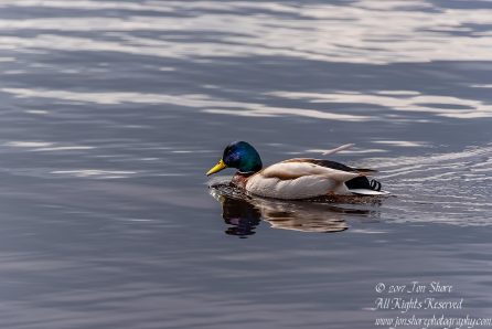 Mallard Duck Latvia Spring 2017. Nikkor 300mm