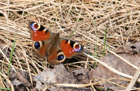 Red Admiral Butterfly Jurmala Spring 2017. nikkor 300mm