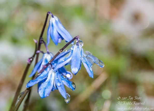 Siberian Squills in snow Riga Latvia Spring 2017. Nikkor 200mm