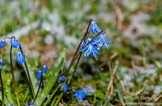 Siberian Squills in snow Riga Latvia Spring 2017. Nikkor 200mm