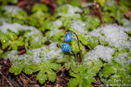 Siberian Squills in snow Riga Latvia Spring 2017. Nikkor 200mm