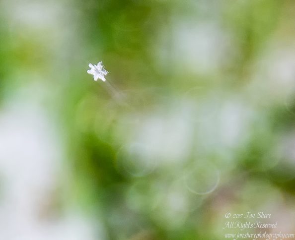 Snowflake on green and white background macro. Nikkor 200mm