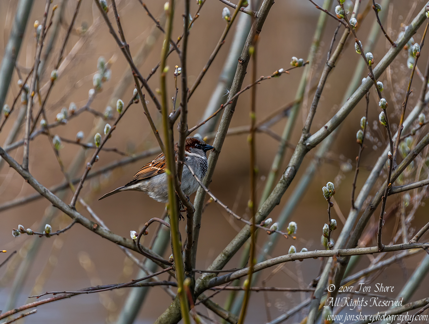 Sparrow Latvia Spring 2017. Nikkor 300mm
