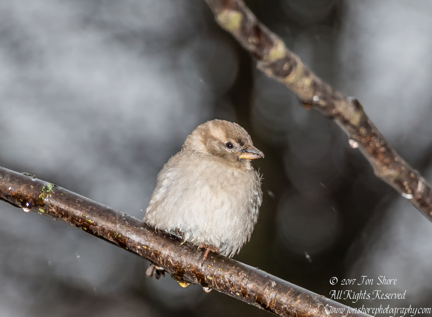 Sparrow Riga Latvia Spring 2017. Nikkor 300mm