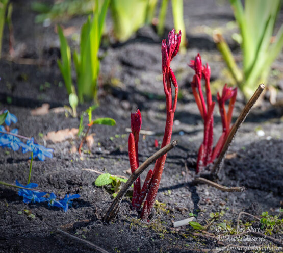 Sprouts Riga Latvia Spring 2017. Nikkor 200mm