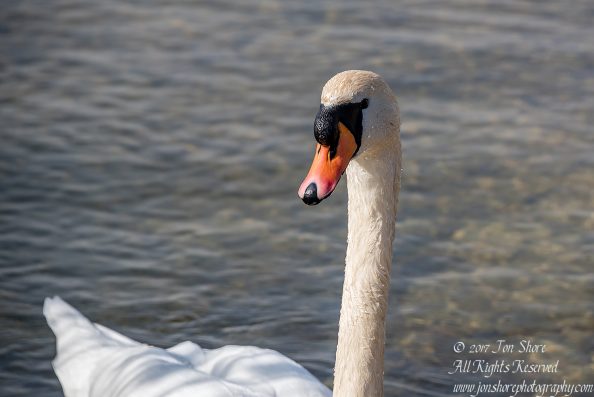 Swan in the spring in Latvia. Nikkor 200mm