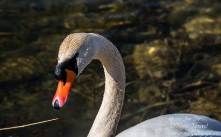 Swan in the spring in Latvia. Nikkor 200mm