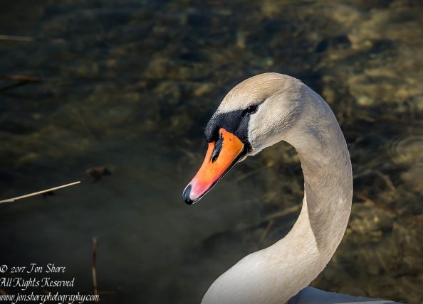 Swan in the spring in Latvia. Nikkor 200mm