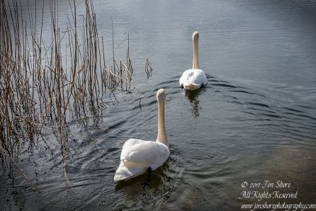 Swan in the spring in Latvia. Nikkor 200mm