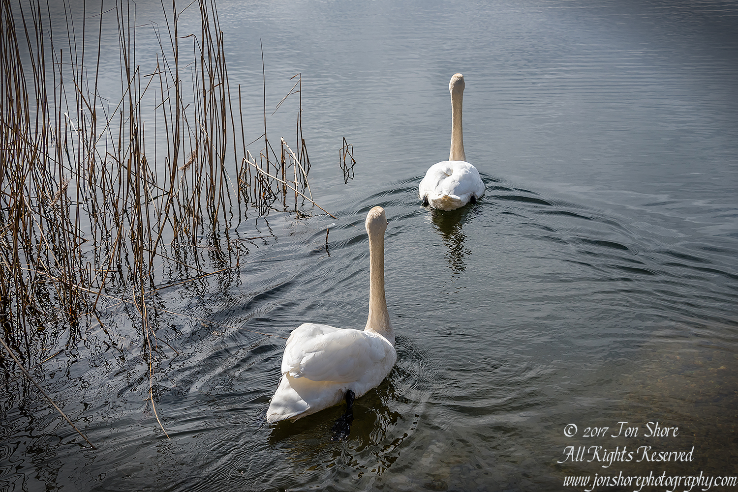 Swan in the spring in Latvia. Nikkor 200mm