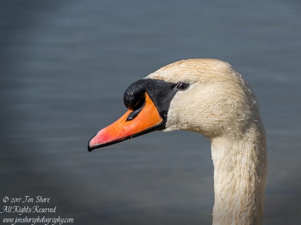 Swan in the spring in Latvia. Nikkor 200mm