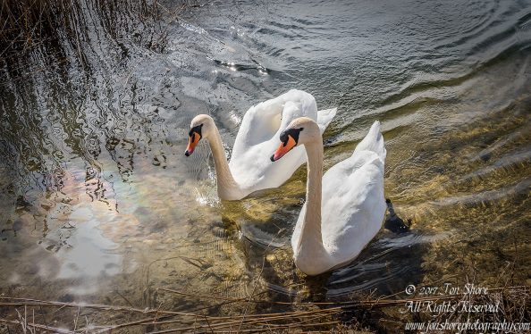 Swan in the spring in Latvia. Nikkor 200mm