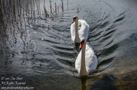 Swan in the spring in Latvia. Nikkor 200mm