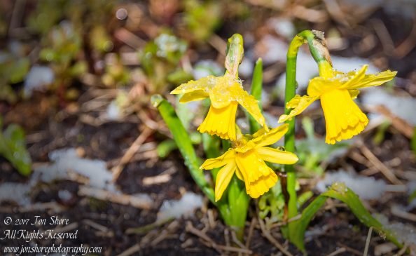 Wild Daffodils in snow Riga Latvia Spring 2017. Nikkor 200mm