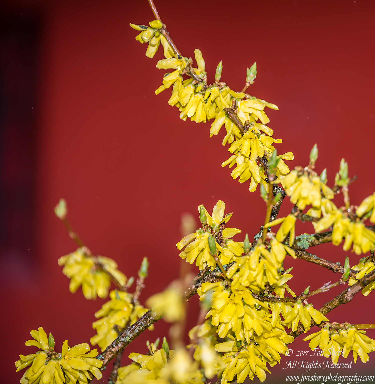 Yellow Blossoms on Red background Riga Latvia Spring 2017. Nikkor 200mm