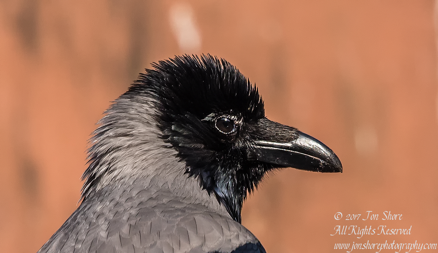 Black Headed Crow. Nikkor 300mm