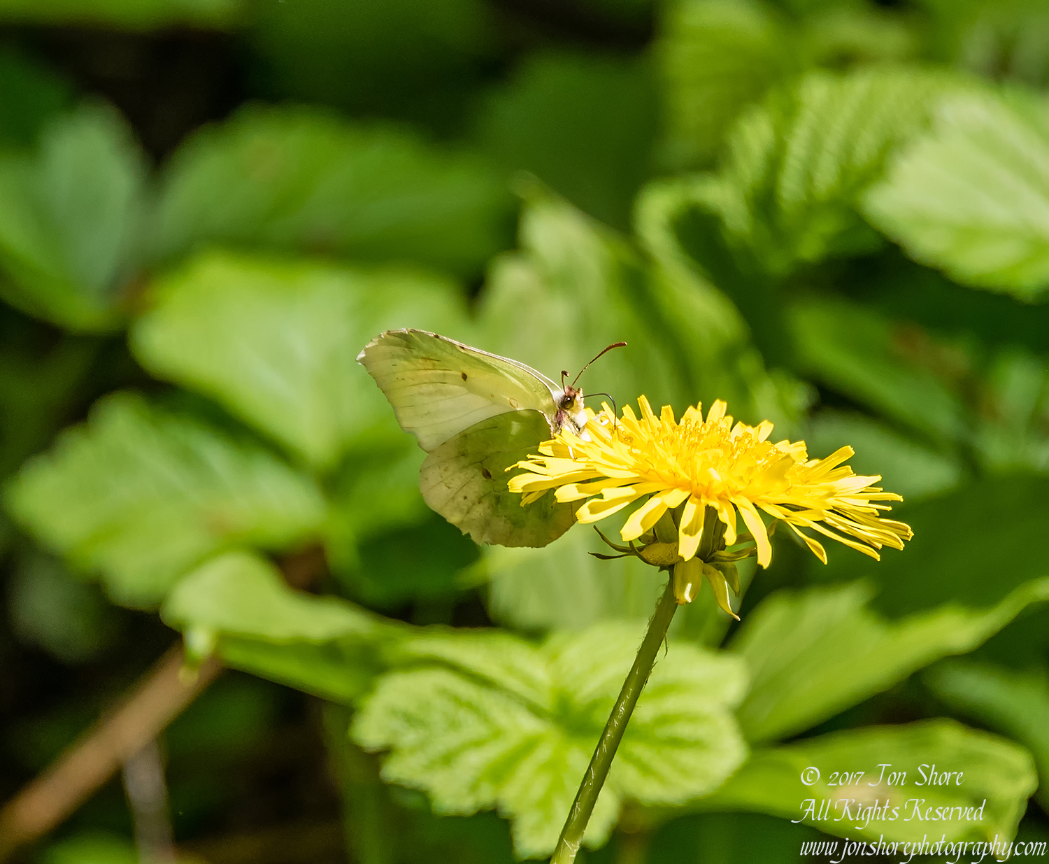 Butterfly Kemeri National Park Latvia Spring 2017. Nikkor 300mm