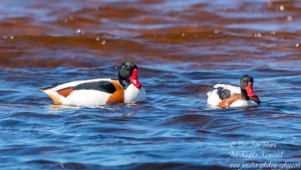Common Shelduck Latvia Spring 2017. Tamron 600mm
