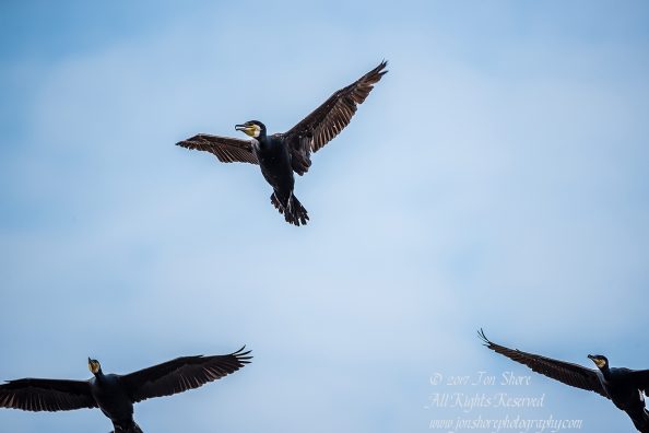 Great Black Cormorants Kemeri National Park Latvia. Tamron 600mm