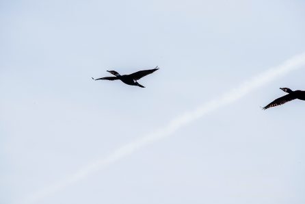 Great Black Cormorant. Tamron 600mm