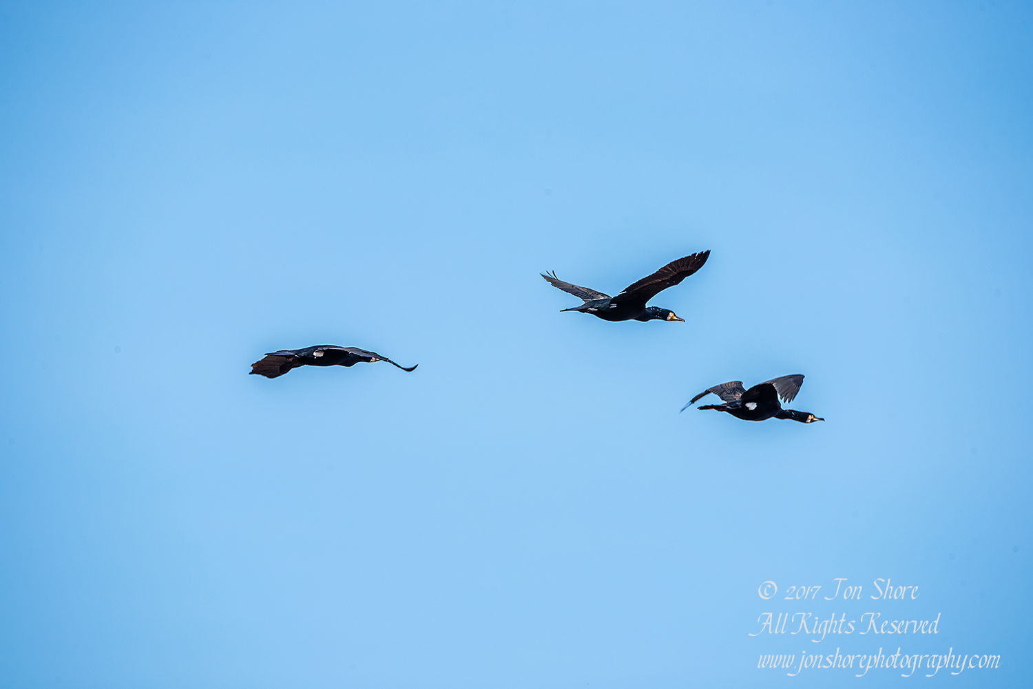 Great Black Cormorant. Tamron 600mm