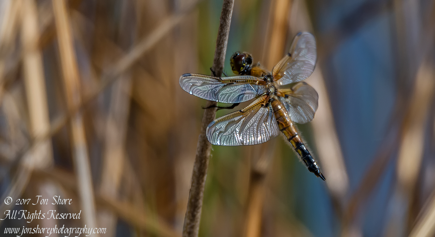 Dragonfly Kemeri National Park Latvia Spring. Tamron 600mm