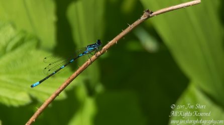 Dragonfly Kemeri National Park Latvia Spring 2017. Nikkor 300mm
