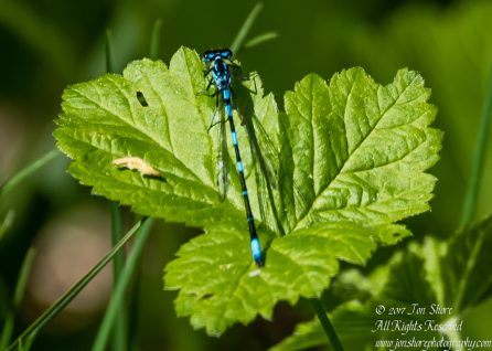 Dragonfly Kemeri National Park Latvia Spring 2017. Nikkor 300mm