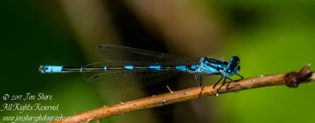 Dragonfly Kemeri National Park Latvia Spring 2017. Nikkor 300mm