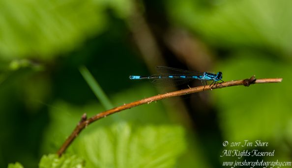 Dragonfly Kemeri National Park Latvia Spring 2017. Nikkor 300mm