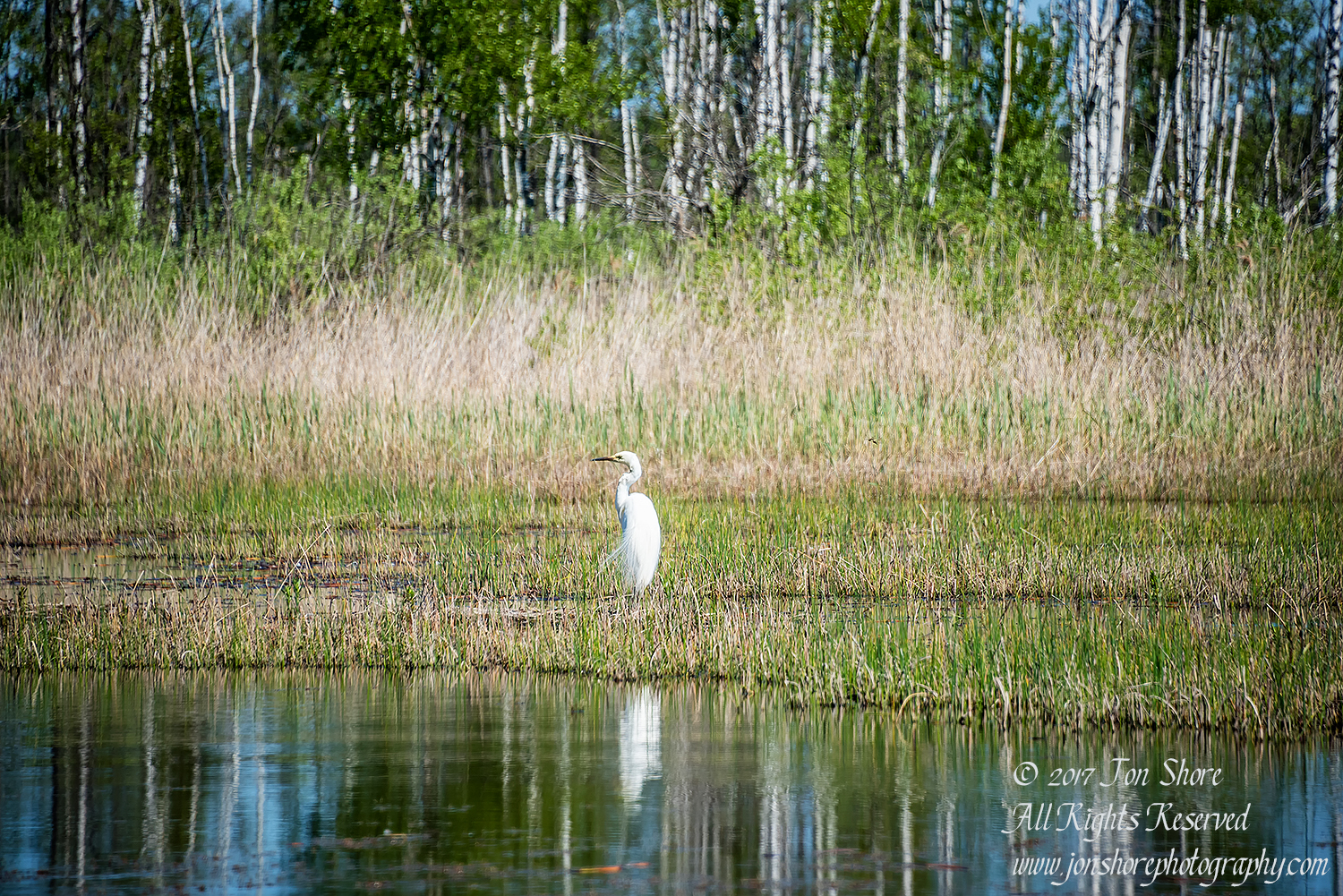 Great White Egret. Kemeri National Park Latvia. Nikkor 300mm