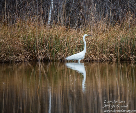 Great White Egret. Tamron 600mm