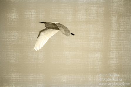 Great White Egret. Kemeri National Park Latvia. Tamron 600mm