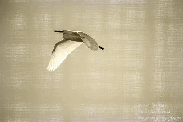 Great White Egret. Kemeri National Park Latvia. Tamron 600mm