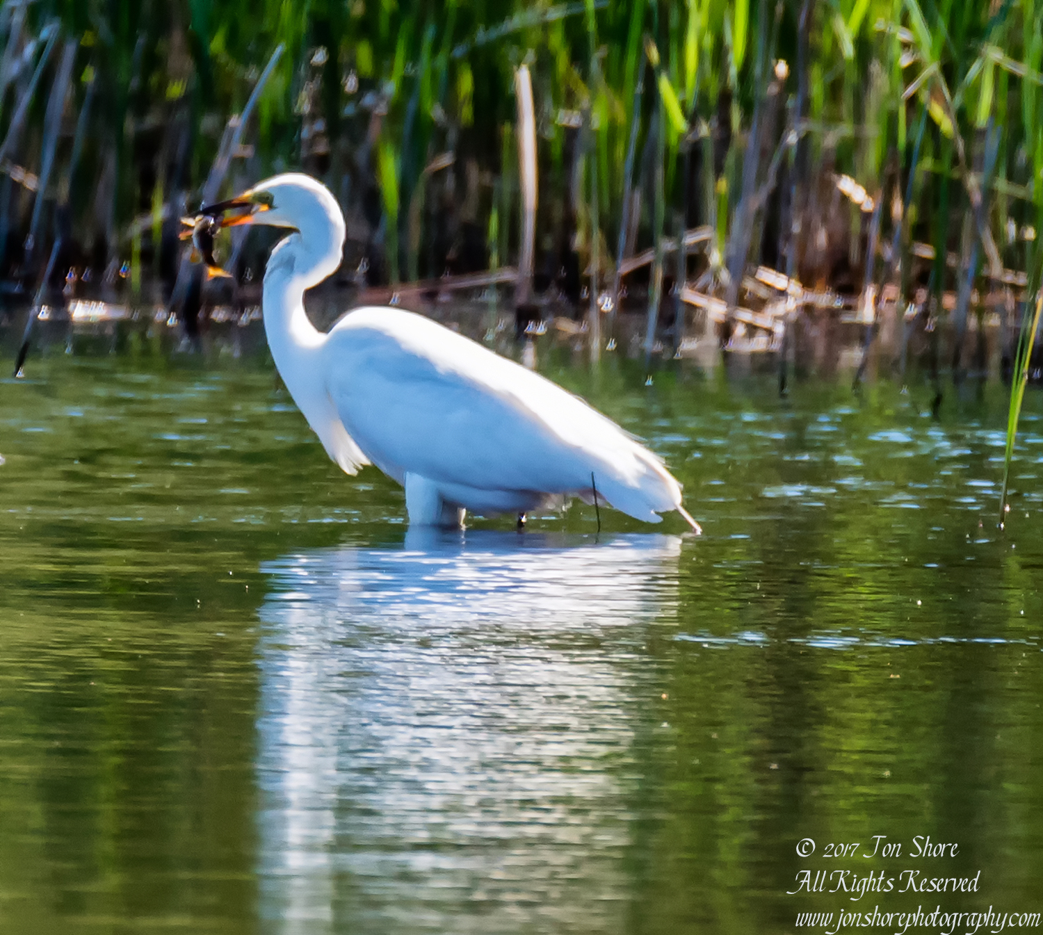 Great White Egret with Fish. Kemeri National Park Latvia. Tamron 600mm