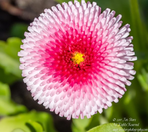 English Daisy Macro. Nikkor 300mm