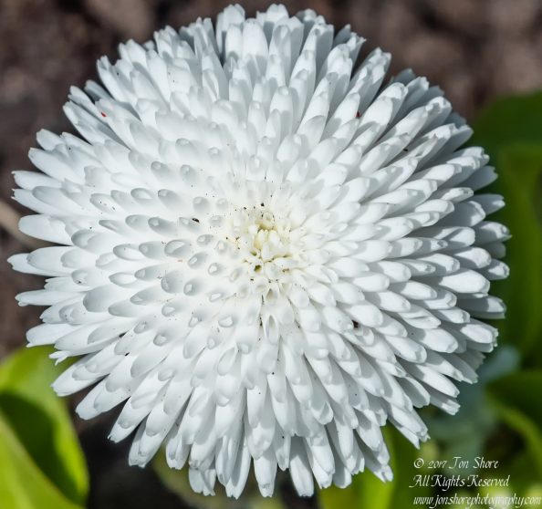 English Daisy Macro. Nikkor 300mm
