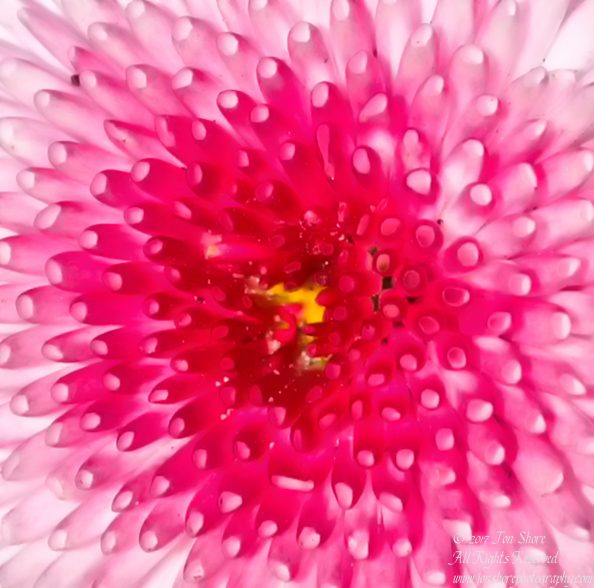 English Daisy Macro. Nikkor 300mm