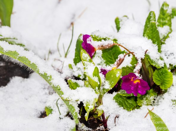 Spring Flowers in snow in Riga Latvia. Nikkor 300mm