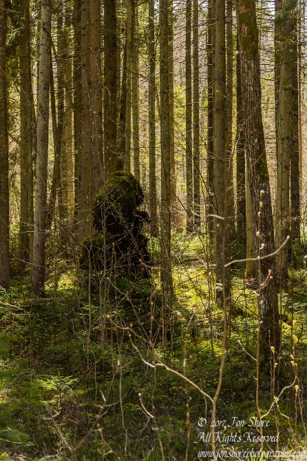 Primeval Latvian Forest. Nikkor 50mm